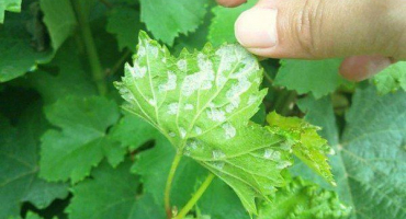 Jak se vypořádat s roztoči hroznů chemickými a lidovými prostředky a jak zacházet